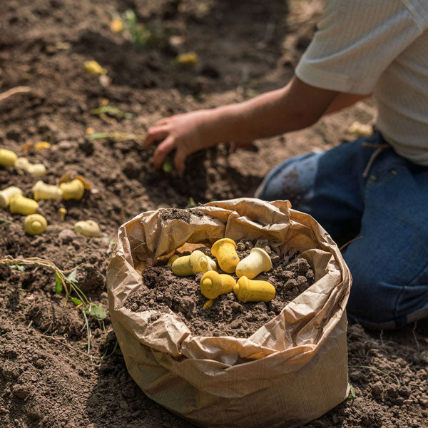 Wooden Mandala Tulips