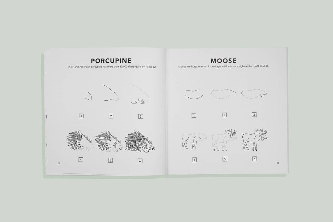 How to Draw Woodland Creatures