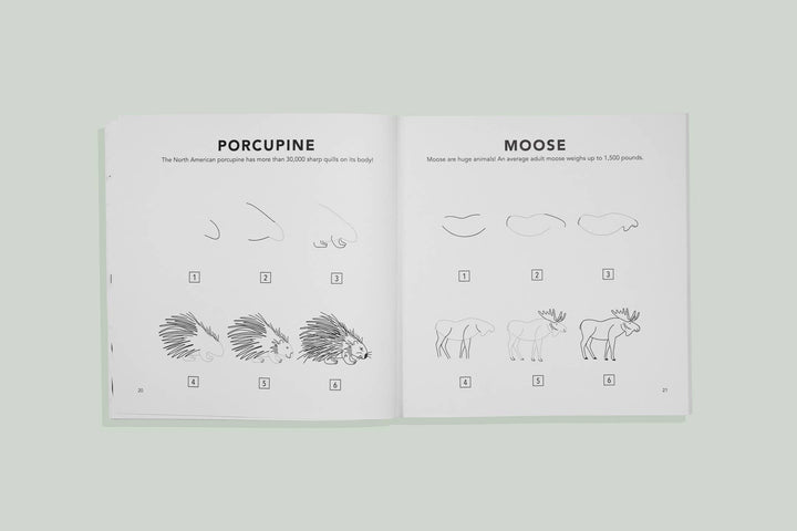 How to Draw Woodland Creatures