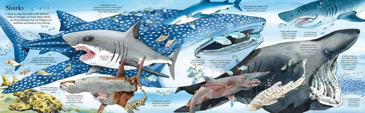 Big Book of Big Sea Creatures – by Usborne