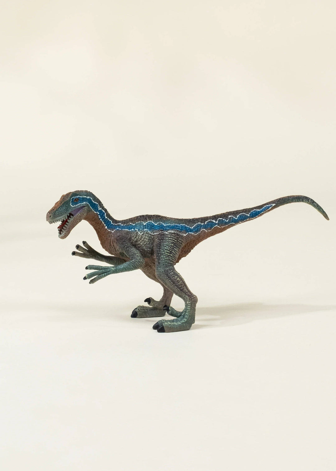 Velociraptor Dinosaur in a Collectible Box