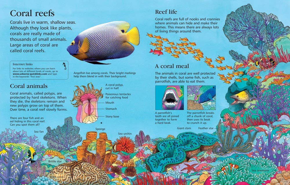 First Encyclopedia Of Seas And Oceans: Ben Denne