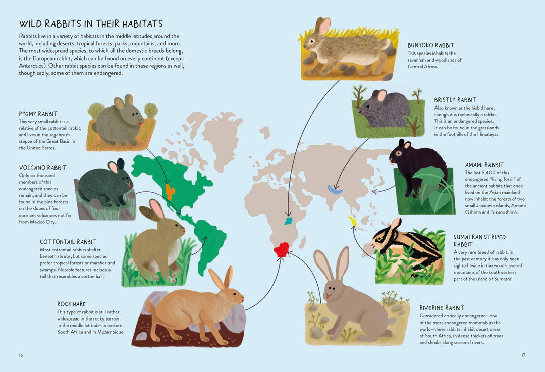 Rabbitology – by Ilaria Demonti
