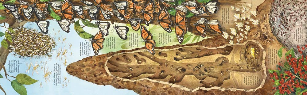 Big Book of Bugs – by Emily Bone, illustrated by Fabiano Fiorin