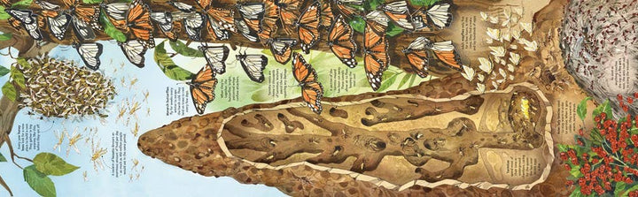 Big Book of Bugs – by Emily Bone, illustrated by Fabiano Fiorin