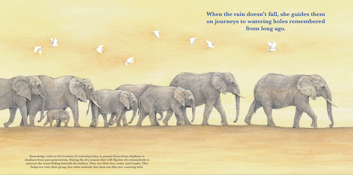 She Leads: The Elephant Matriarch