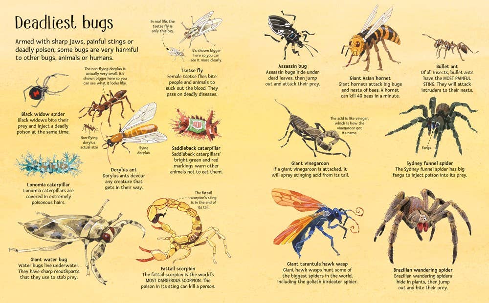 Big Book of Bugs – by Emily Bone, illustrated by Fabiano Fiorin