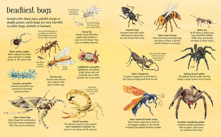 Big Book of Bugs – by Emily Bone, illustrated by Fabiano Fiorin