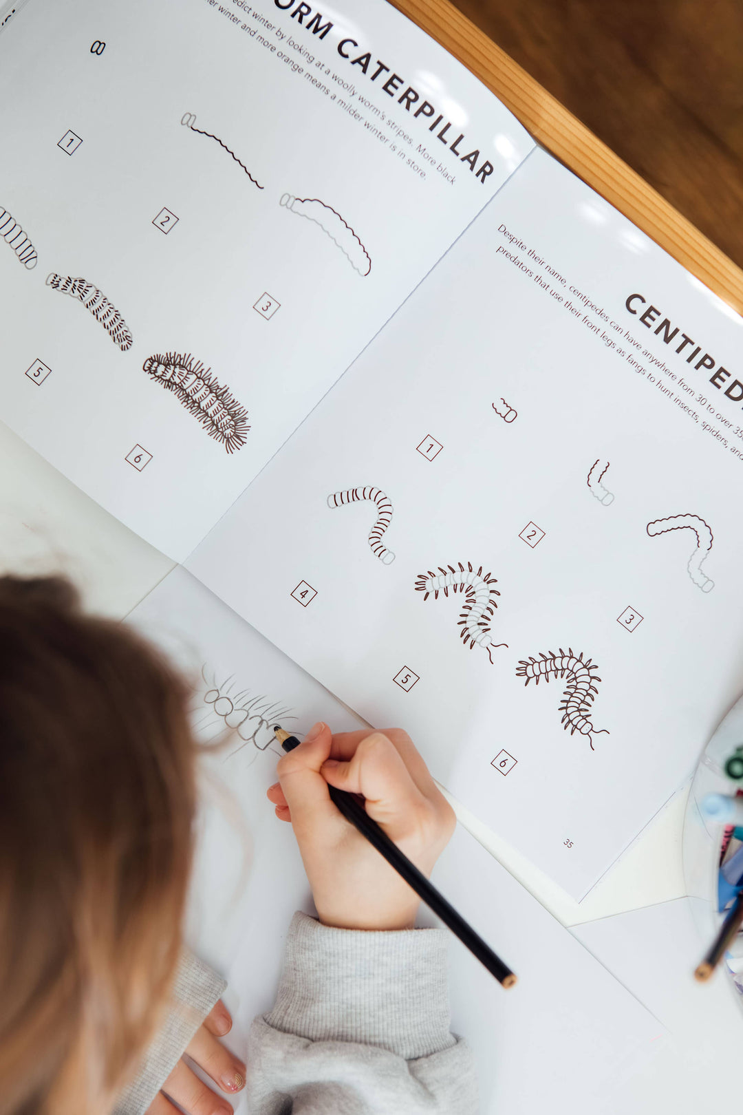 How to Draw Bugs for Kids