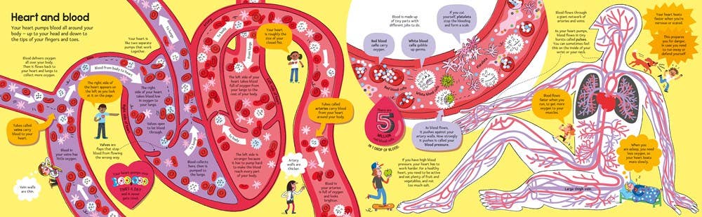 Big Book of the Body – by Minna Lacey, illustrated by Peter Allen