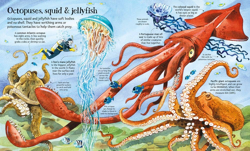 Big Book of Big Sea Creatures – by Usborne