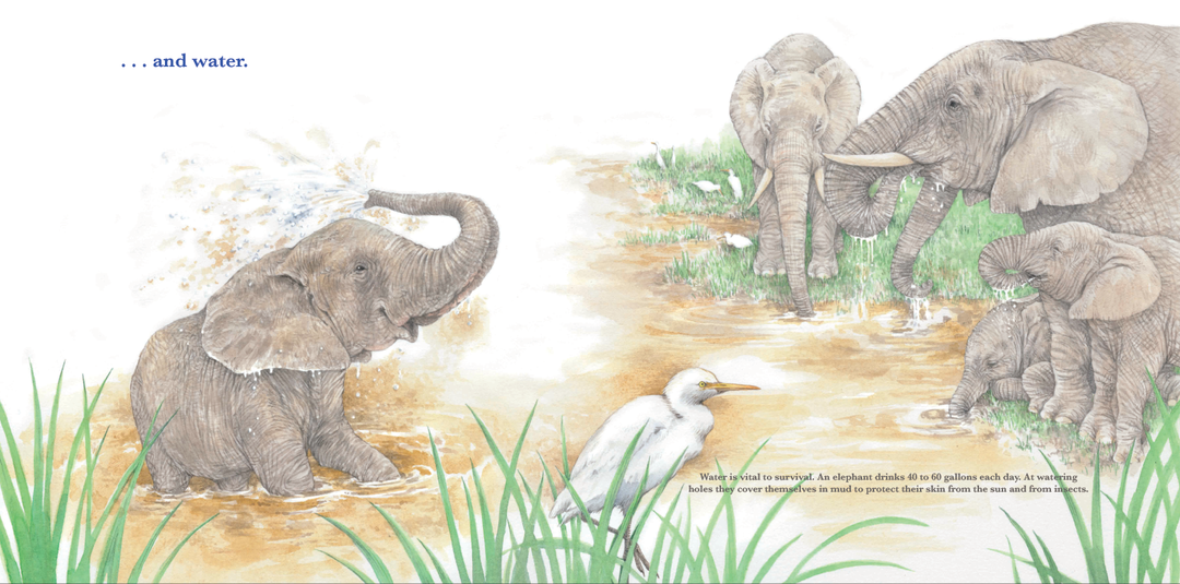 She Leads: The Elephant Matriarch