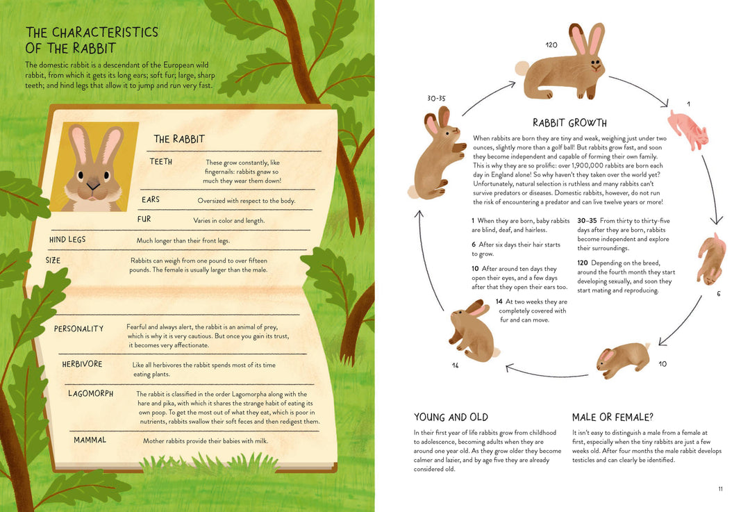 Rabbitology – by Ilaria Demonti