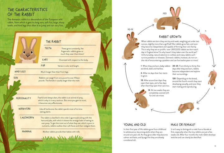 Rabbitology – by Ilaria Demonti