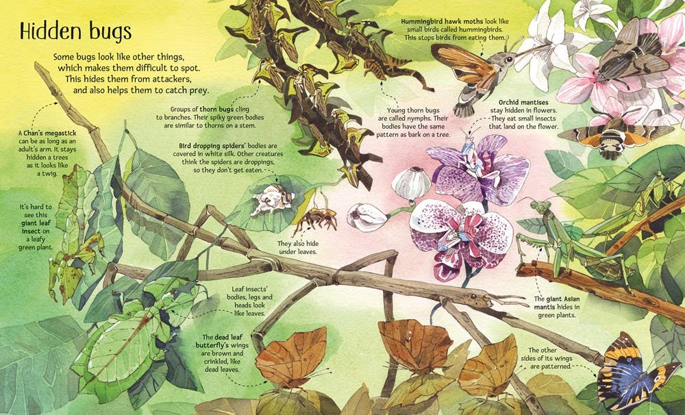 Big Book of Bugs – by Emily Bone, illustrated by Fabiano Fiorin