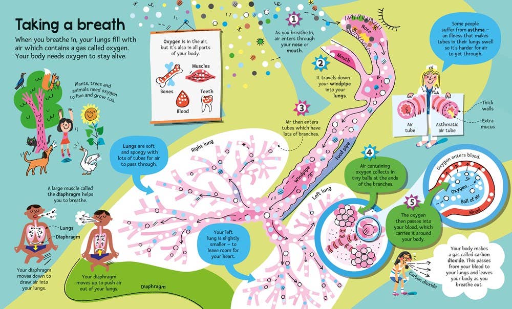 Big Book of the Body – by Minna Lacey, illustrated by Peter Allen